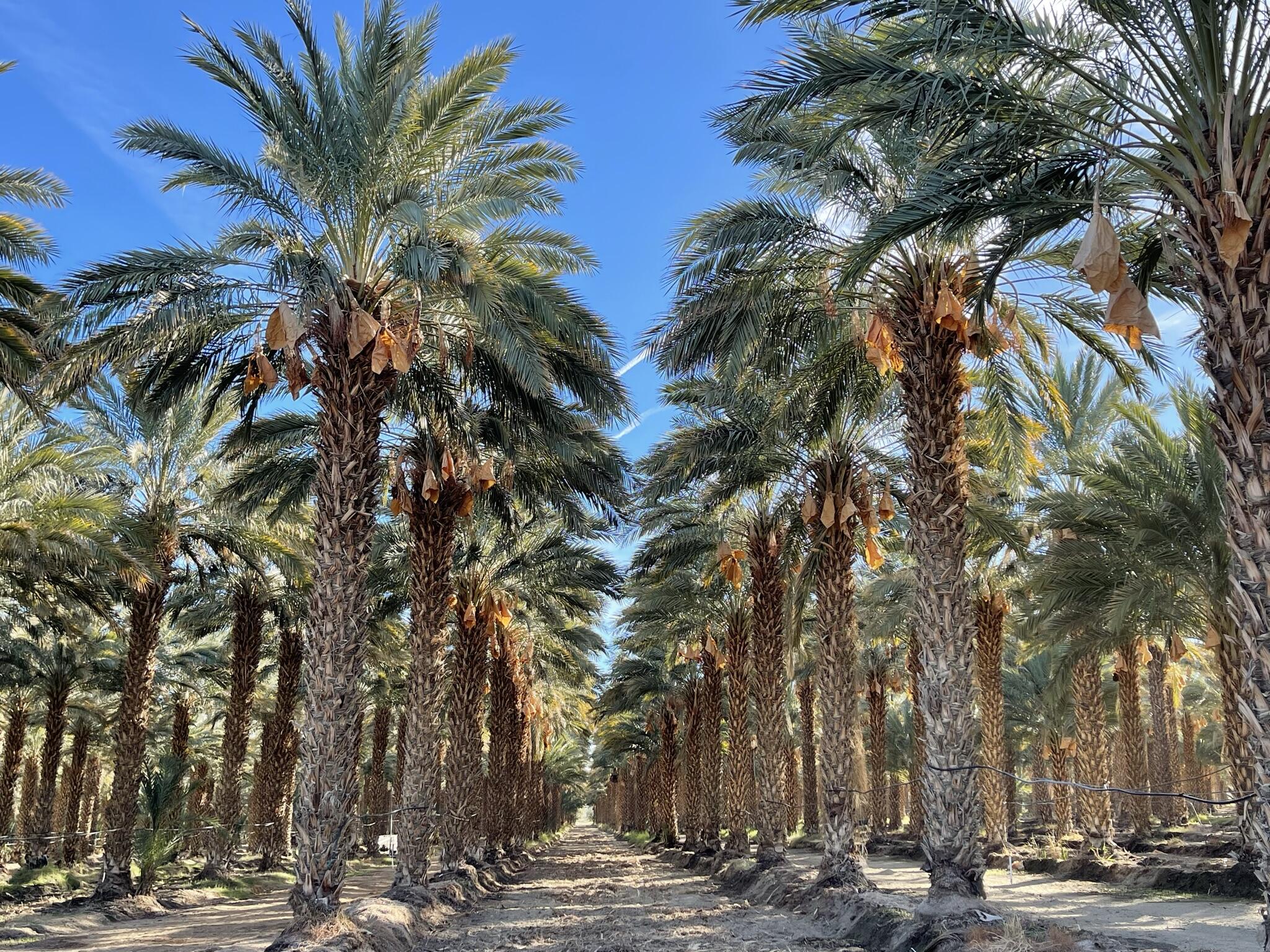 , 68030 Harrison st, Thermal, CA 92274 - 1