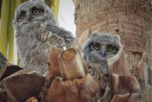 , 74711 Dillon rd, Desert Hot Springs, CA 92241 - 31