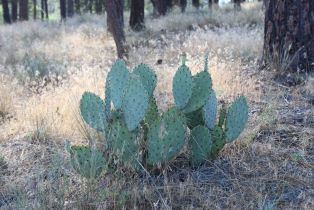 , 30 Butterfly Peak rd, Mountain Center, CA 92561 - 7