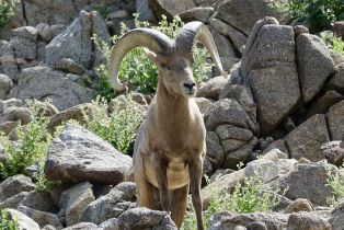 Single Family Residence, 40848 Schafer pl, Palm Desert, CA 92211 - 81