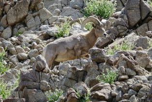 Single Family Residence, 40848 Schafer pl, Palm Desert, CA 92211 - 84