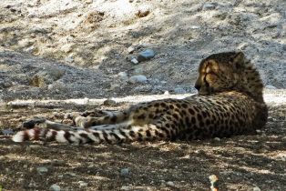 Single Family Residence, 40848 Schafer pl, Palm Desert, CA 92211 - 88