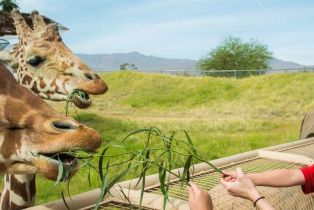 Single Family Residence, 40848 Schafer pl, Palm Desert, CA 92211 - 96