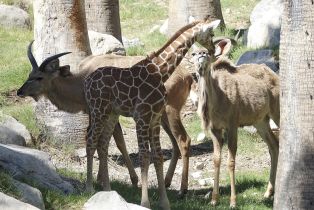 Single Family Residence, 40848 Schafer pl, Palm Desert, CA 92211 - 99