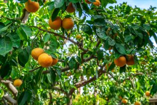 Single Family Residence, 79140 Jack Rabbit trl, La Quinta, CA 92253 - 43