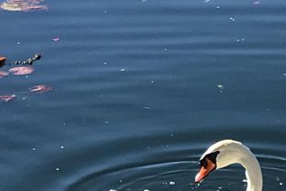 Single Family Residence, 37 Shoreline dr, Rancho Mirage, CA 92270 - 2