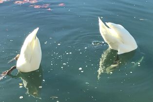 Single Family Residence, 37 Shoreline dr, Rancho Mirage, CA 92270 - 59