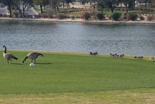 Single Family Residence, 60553 Juniper ln, La Quinta, CA 92253 - 13