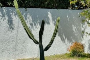 Single Family Residence, 2218 San Antonio rd, Palm Springs, CA 92262 - 11