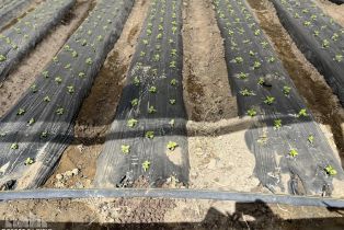 , 78100 Harrison st, Thermal, CA 92274 - 37