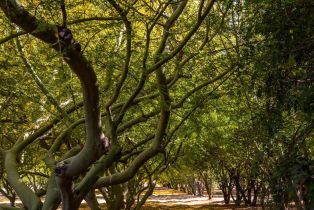 , 82501 65th ave, Thermal, CA 92274 - 44