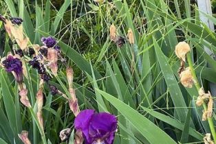 Single Family Residence, 2675 Lembert st, Simi Valley, CA 93065 - 33