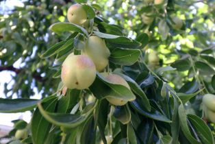 Single Family Residence, 4915 Newcastle ave, Encino, CA 91316 - 22