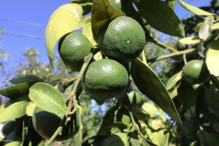 Single Family Residence, 4915 Newcastle ave, Encino, CA 91316 - 26