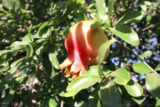 Single Family Residence, 4915 Newcastle ave, Encino, CA 91316 - 27