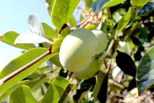 Single Family Residence, 4915 Newcastle ave, Encino, CA 91316 - 28