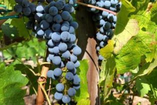 Single Family Residence, 5019 Corral st, Simi Valley, CA 93063 - 50