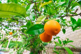 Single Family Residence, 2746 Autumn Ridge dr, Thousand Oaks, CA 91362 - 55