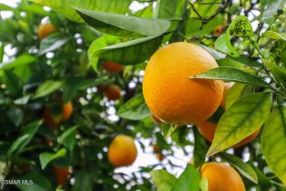 Single Family Residence, 3616 Pebble pl, Newbury Park, CA 91320 - 47