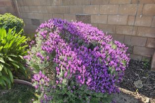 Single Family Residence, 10352 Eton ave, Chatsworth, CA 91311 - 39