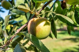 Single Family Residence, 213 Heath Meadow ct, Simi Valley, CA 93065 - 53