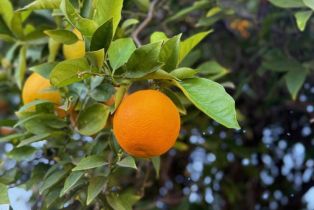 Single Family Residence, 3000 Starling ave, Thousand Oaks, CA 91360 - 51