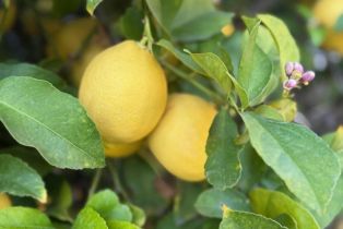 Single Family Residence, 3000 Starling ave, Thousand Oaks, CA 91360 - 52