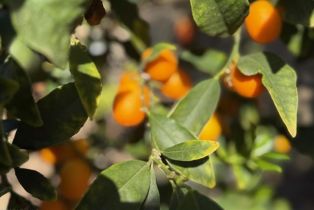 Single Family Residence, 3000 Starling ave, Thousand Oaks, CA 91360 - 53