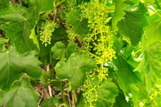 Single Family Residence, 1191 Calle Arroyo, Thousand Oaks, CA 91360 - 43