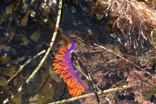 Condominium, 26664 Seagull way, Malibu, CA 90265 - 21