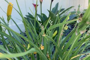 , 10771 Black Mountain rd, San Diego, CA 92126 - 23