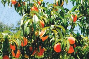 Single Family Residence, 600 Carlisle rd, Thousand Oaks, CA 91361 - 43