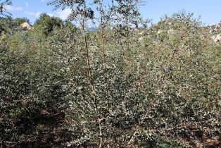 , 2562 Donnil ln, Fallbrook, CA 92028 - 15