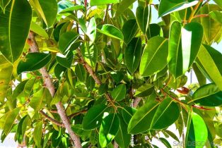 Single Family Residence, 4503 Carnaby, Carlsbad, CA 92010 - 54