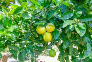 Single Family Residence, 14817 Arroyo Rosita, Rancho Santa Fe, CA 92067 - 44