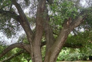 Single Family Residence, 30180 Lilac rd, Valley Center, CA 92082 - 40