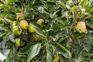 Single Family Residence, 1004 California st, Oceanside, CA 92054 - 14