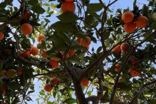 Single Family Residence, 1731 Fuerte st, Fallbrook, CA 92028 - 11