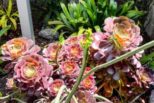 Single Family Residence, 114 Pacific ave, Venice, CA 90291 - 31