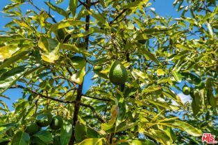 Single Family Residence, 8018 Balcom Canyon rd, Somis, CA 93066 - 34