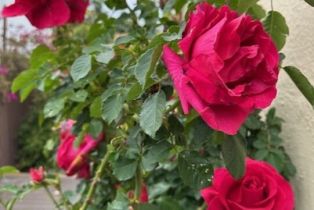 Single Family Residence, 10587 Holman ave, Westwood, CA 90024 - 31