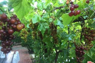 Single Family Residence, 3470 Consuelo dr, Calabasas, CA 91302 - 45