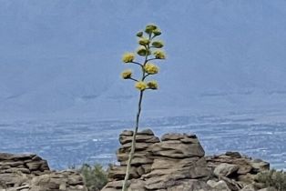 Land, 0   Star Shadow, Mountain Center, CA  Mountain Center, CA 92561