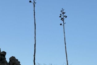 , 0 Star Shadow, Mountain Center, CA 92561 - 33