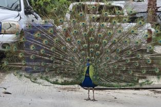 , 207 La Gross way, Chatsworth, CA 91311 - 7