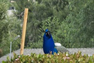 , 207 La Gross way, Chatsworth, CA 91311 - 11