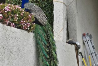 , 207 La Gross way, Chatsworth, CA 91311 - 9