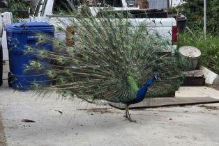 , 207 La Gross way, Chatsworth, CA 91311 - 8