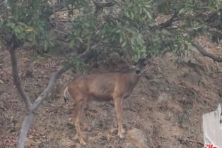 Single Family Residence, 10940 Terryview dr, Studio City, CA 91604 - 74