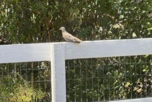 Single Family Residence, 1808 Fallbrook Oaks ct, Fallbrook, CA 92028 - 14